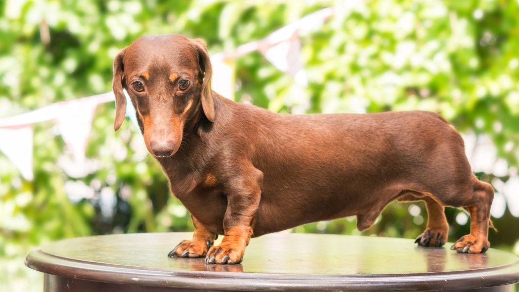 Brown Dachshund standing on a table, representing a breed to avoid for autism support.