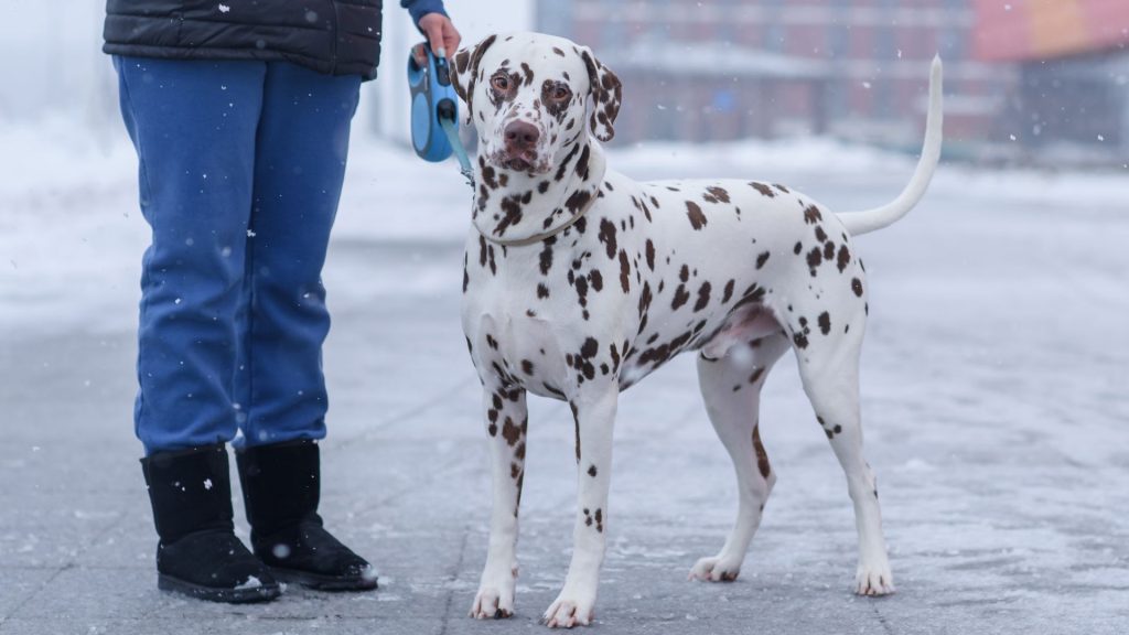 Dalmatian standing with its owner in a snowy setting, representing a breed to avoid for autism support.