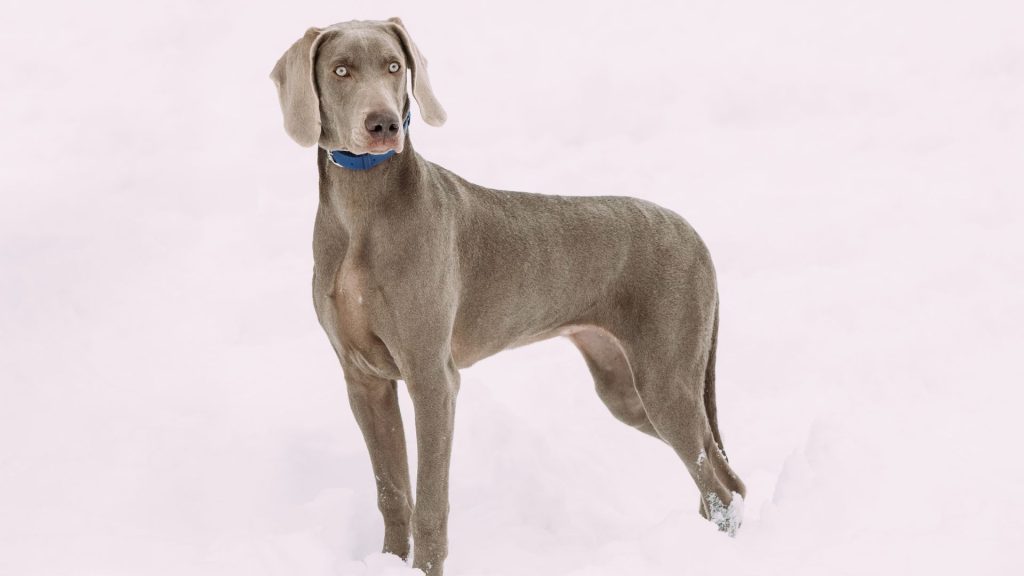 Gray Weimaraner standing in the snow, representing a breed to avoid for autism support.