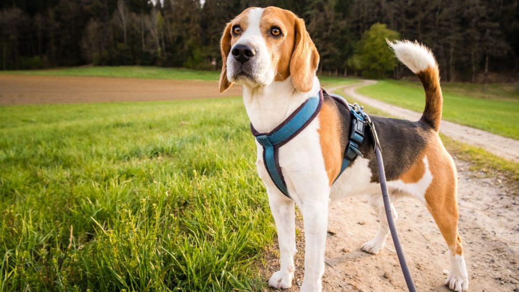 Beagle on a leash in a field, representing a breed to avoid for autism support.