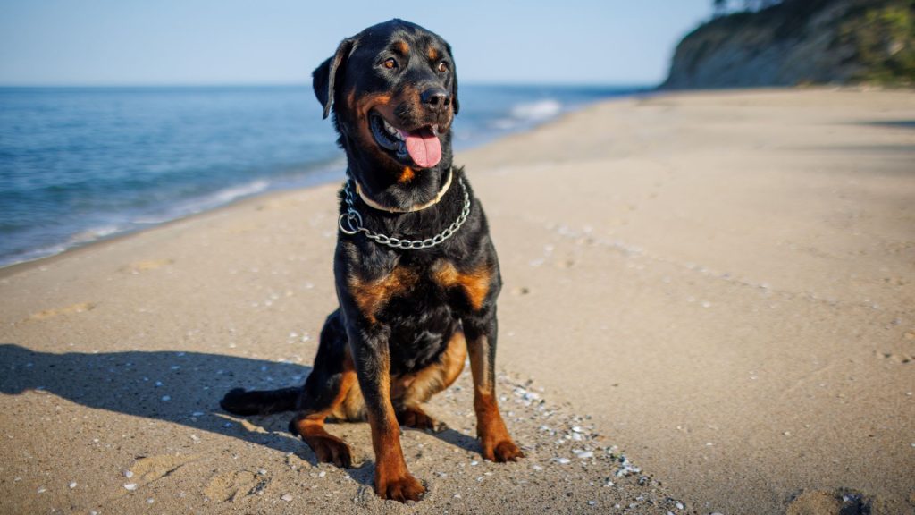 Rottweiler sitting on a beach, representing a breed to avoid for autism support.