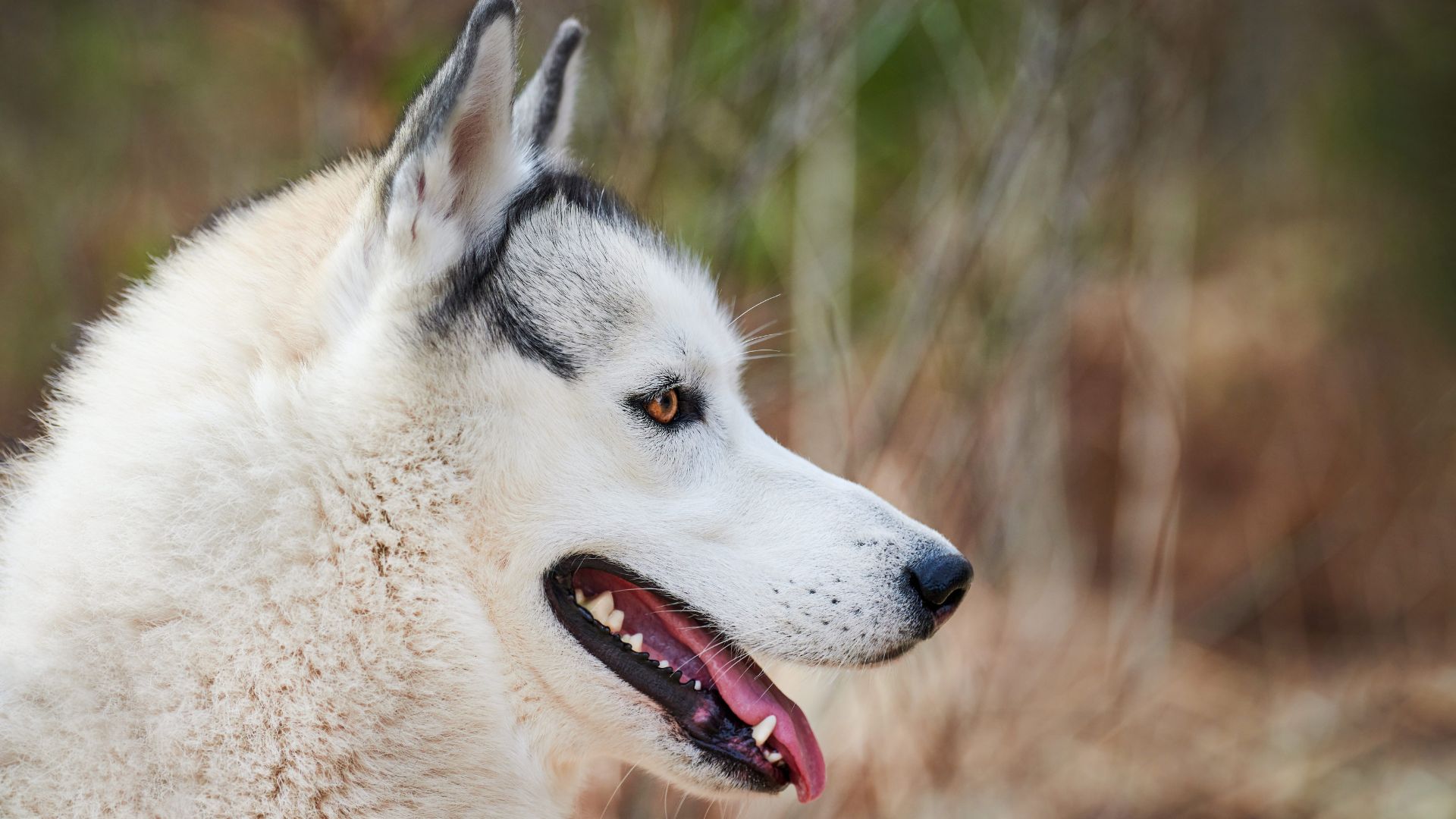 Siberian Husky side profile, highlighting a breed less suitable for autism support.