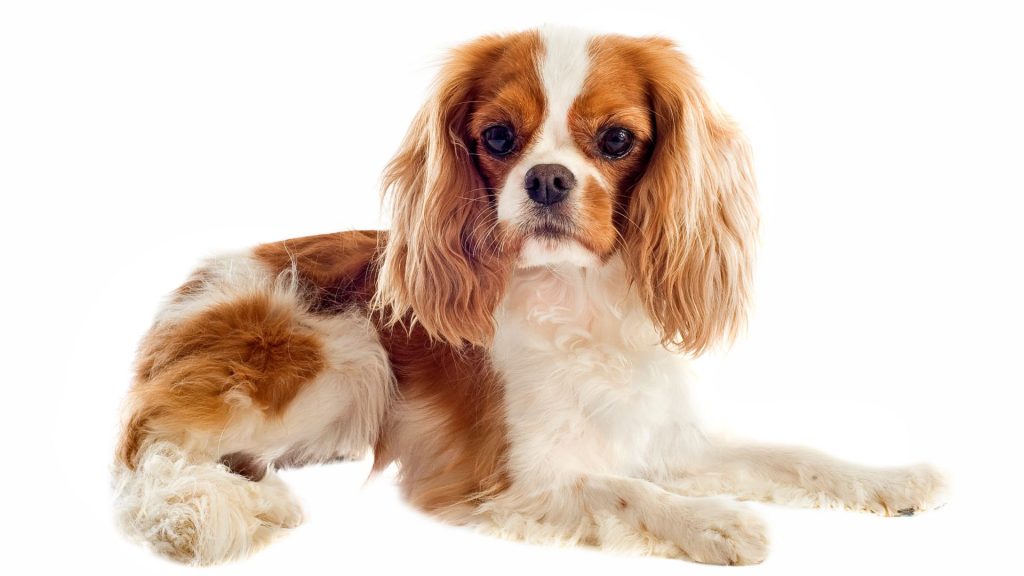 Cavalier King Charles Spaniel lying down, less ideal for autism due to high grooming needs.