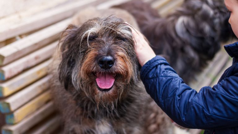 Child petting a bearded dog, highlighting breeds prone to anxiety.