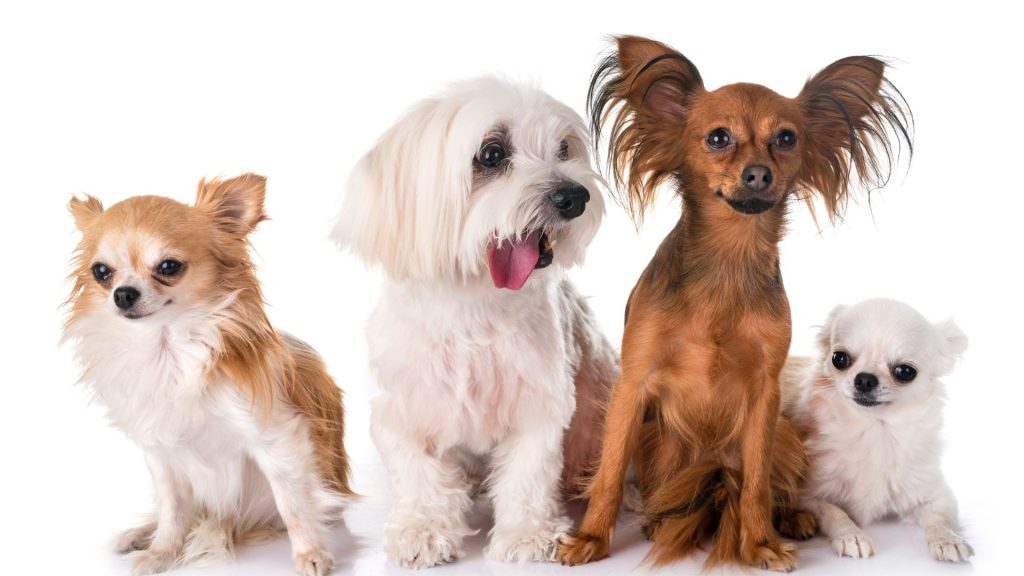 Group of small dogs including Chihuahuas and Maltese, breeds often anxious.