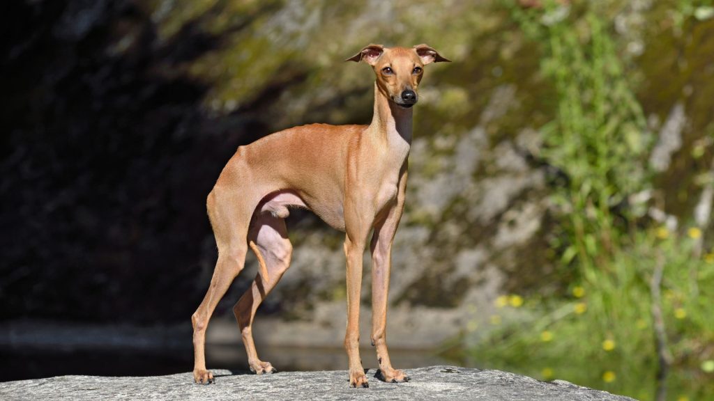 Italian Greyhound standing outdoors, known for being a nervous breed.