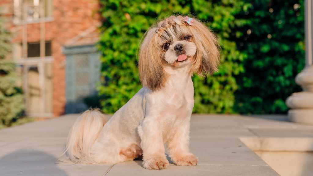 Shih Tzu sitting outside, a breed known for its tendency to be anxious.