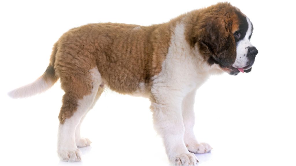 Large Saint Bernard dog standing, exemplifying a big, furry breed.