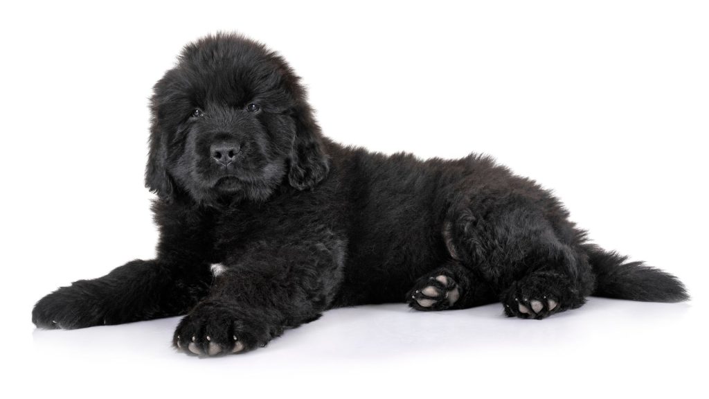 Black fluffy puppy lying down, showcasing a large, hairy breed.