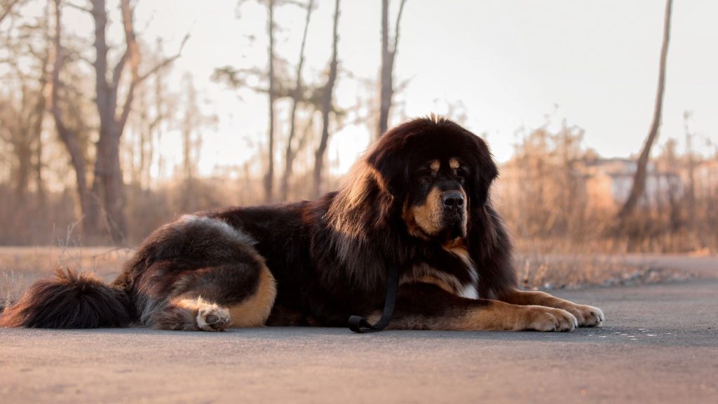 Tibetan Mastiff lying on the ground, showcasing a large, hairy breed.