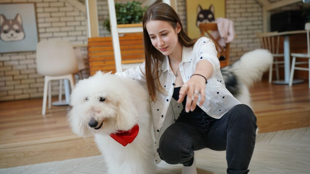 Fluffy white dog with a red bandana and woman indoors, highlighting a large furry breed.