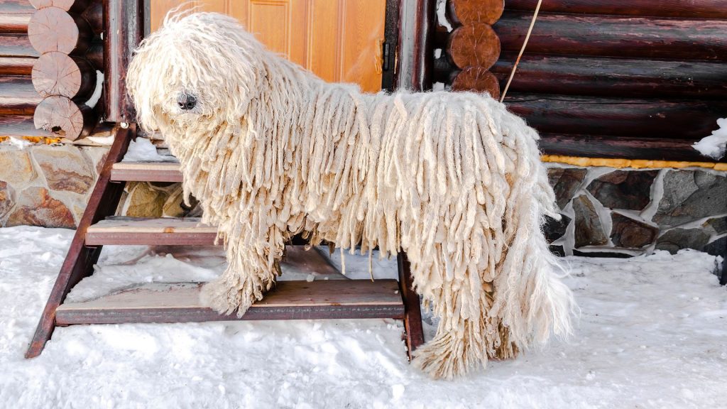 Large Komondor dog with corded fur standing on snowy steps, showing a hairy breed.