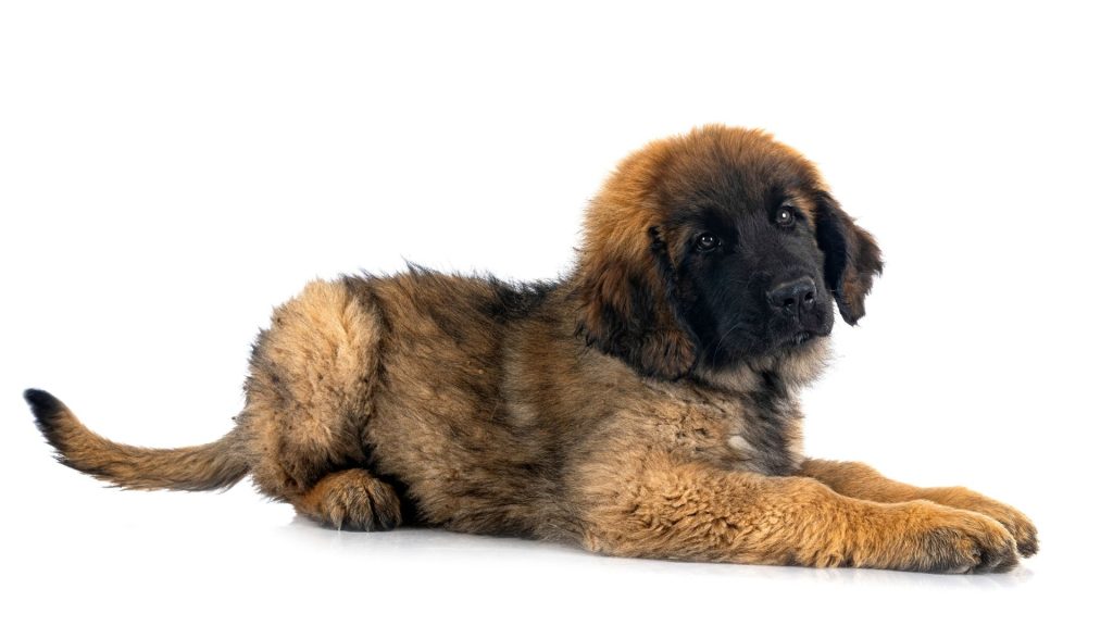 Fluffy brown puppy lying down, showcasing a large, furry breed.