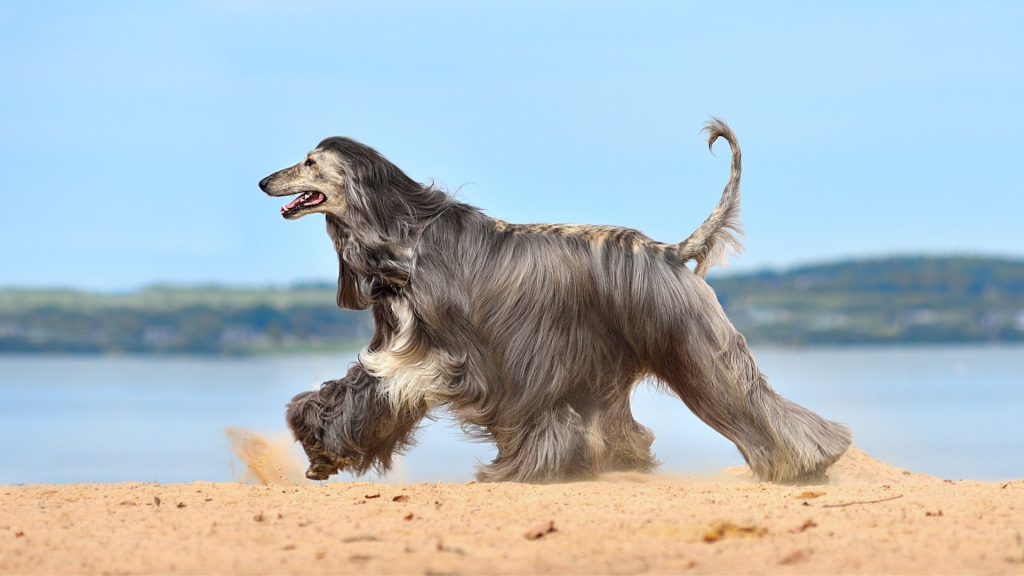 Afghan Hound running on the beach, highlighting a large, hairy breed.