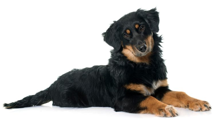 Black and brown dog breeds: a cute dog lying down with a curious head tilt.