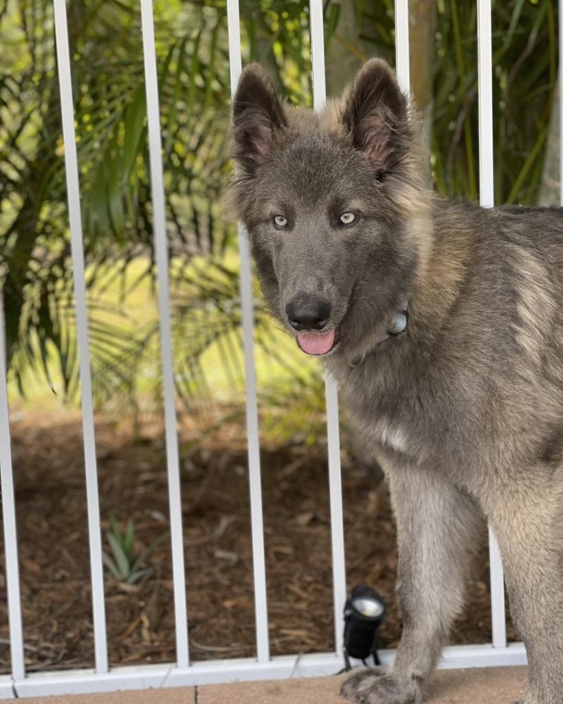 Alert Blue Bay Shepherd with a thick gray coat near a white fence.