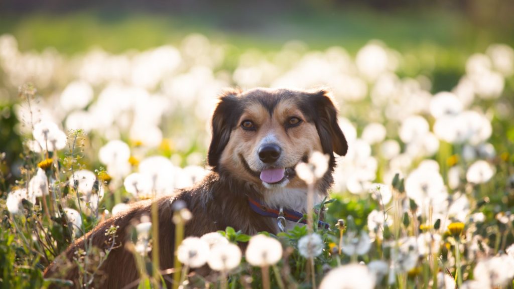 Happy dog in a field of dandelions representing breeds starting with K.