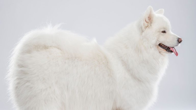 Fluffy white dog representing dog breeds that start with K