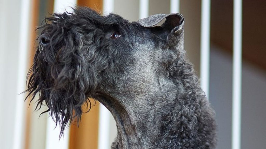 Kerry Blue Terrier dog with curly fur symbolizing breeds starting with K.