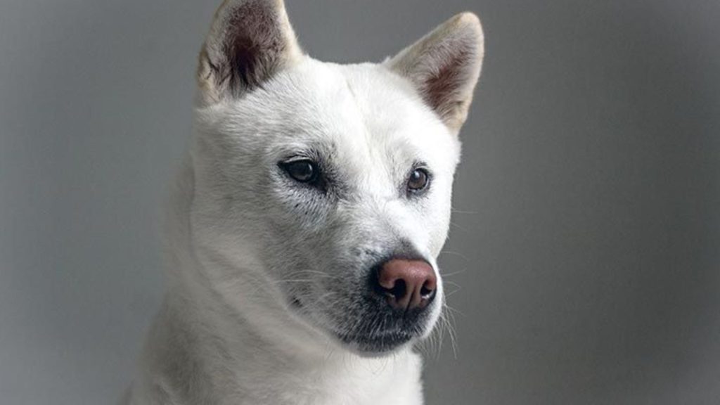 Kishu Ken dog with white fur symbolizing breeds starting with K.