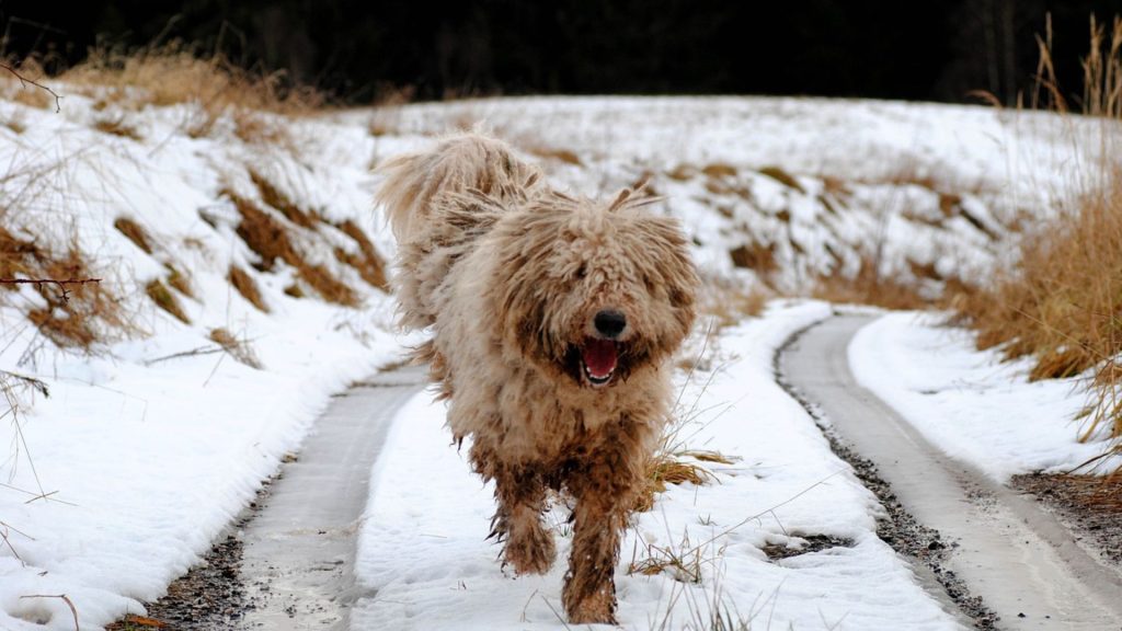 Komondor dog running on a snowy path symbolizing breeds starting with K.