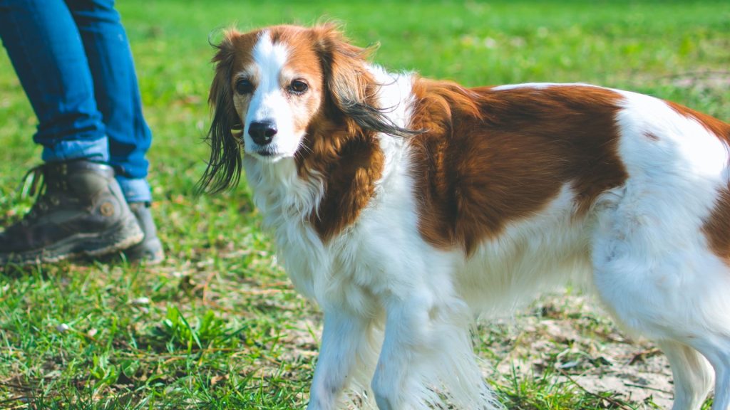 Kooikerhondje dog standing on grass symbolizing breeds starting with K.