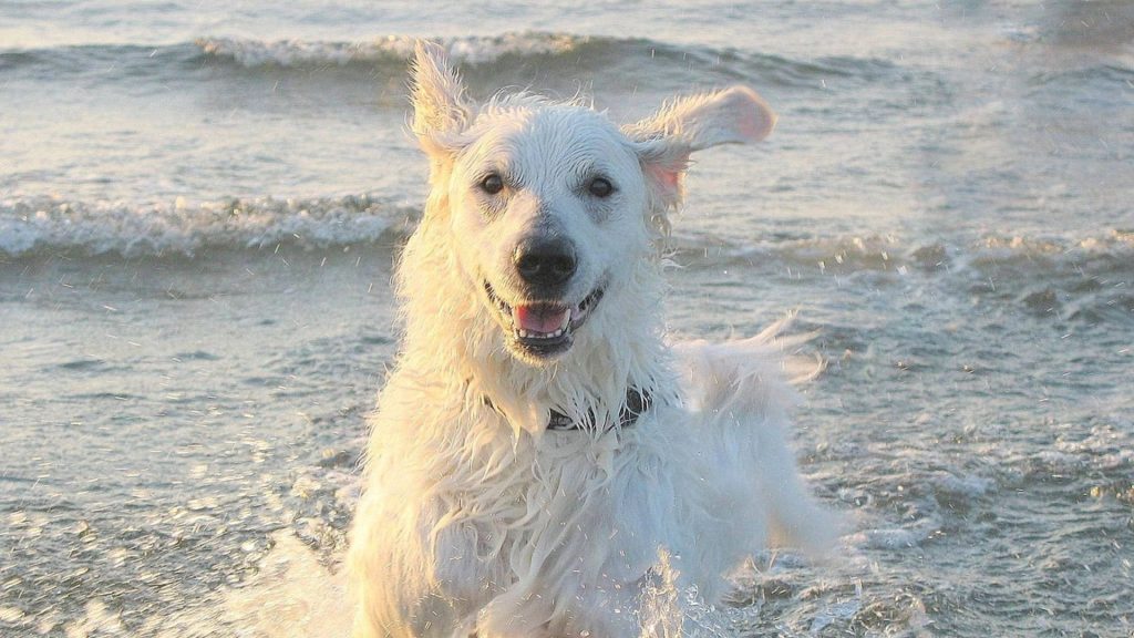 White Kuvasz dog playing in the ocean symbolizing breeds starting with K.