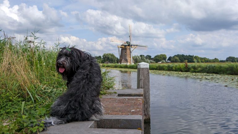 Dutch dog by a canal, representing which dog breed is most loyal.