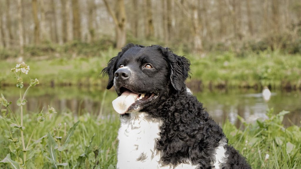 Frisian Water Dog, known for versatility in police work, sitting by a pond.