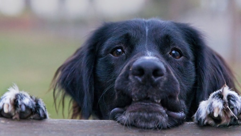 Stabyhoun, known for versatility in police work, looks over a ledge.