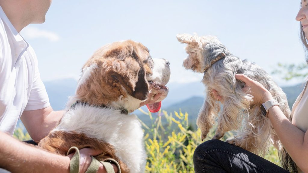 Large and small dogs with distinct occiputs being held by their owners outdoors.