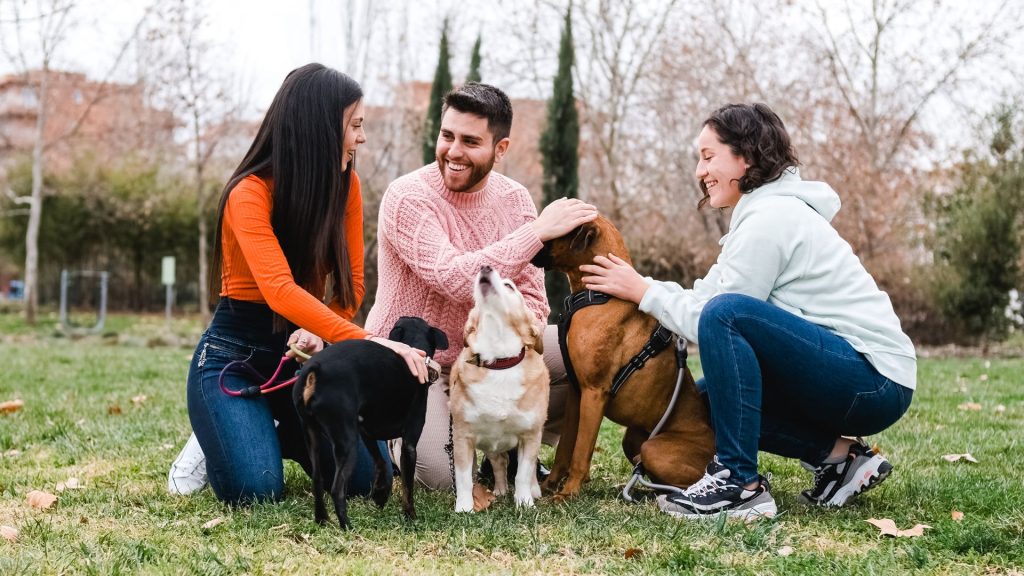 People enjoying a day at the park with various occiput-featured dog breeds.