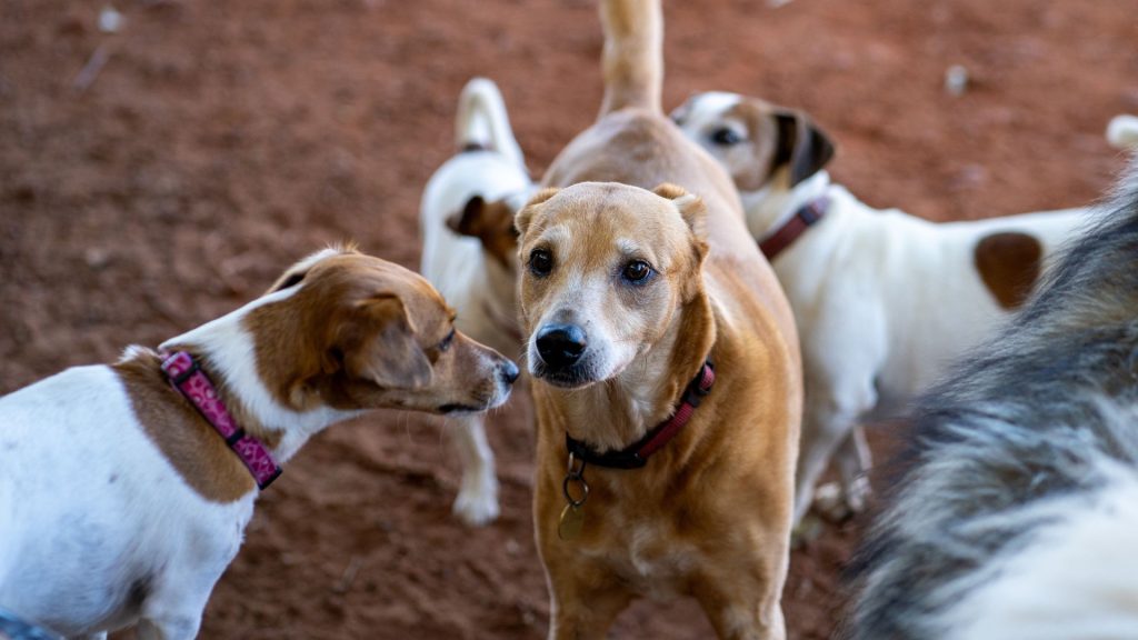 Group of occiput-featured dogs interacting in a park.