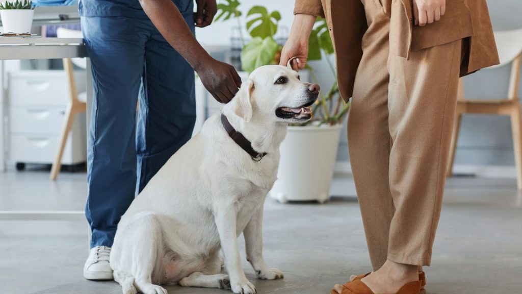 White dog with distinct occiput being examined by two people indoors.