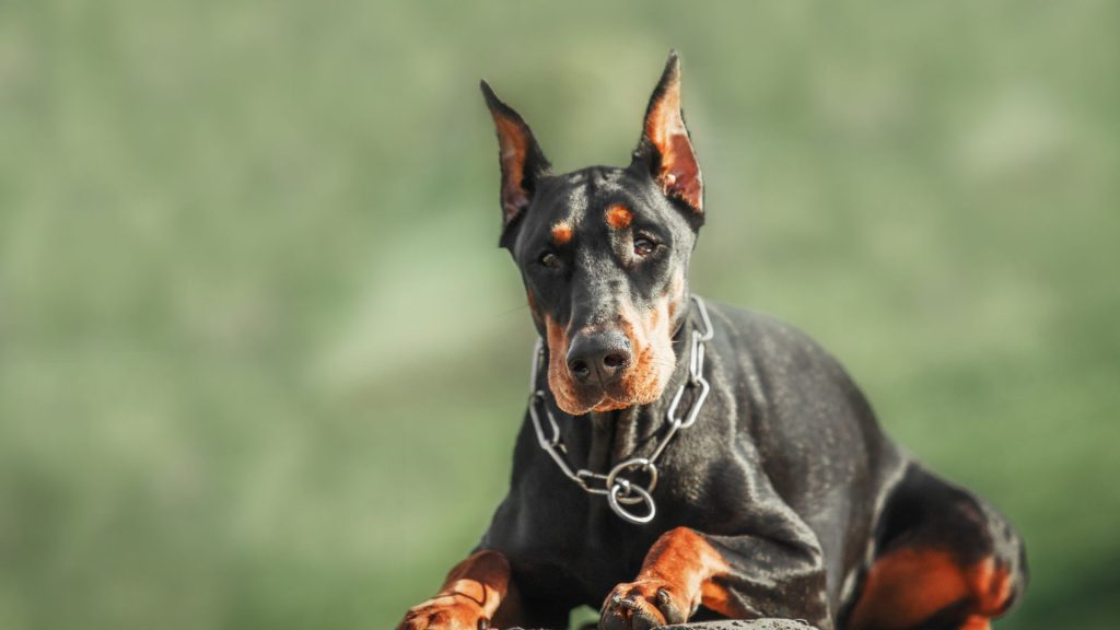 Doberman with distinct occiput lying down outdoors.