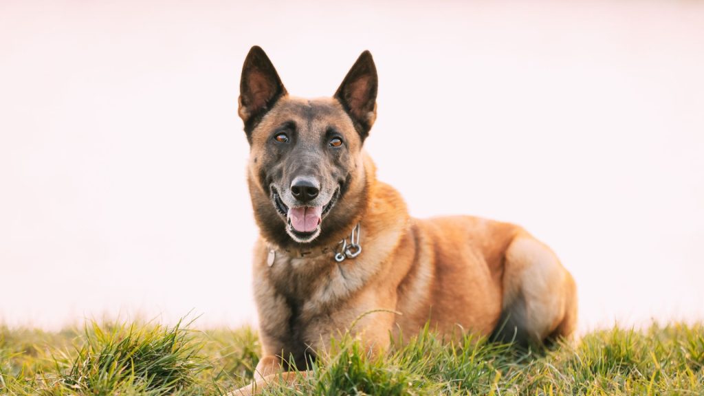 Belgian Malinois with distinct occiput lying in the grass.