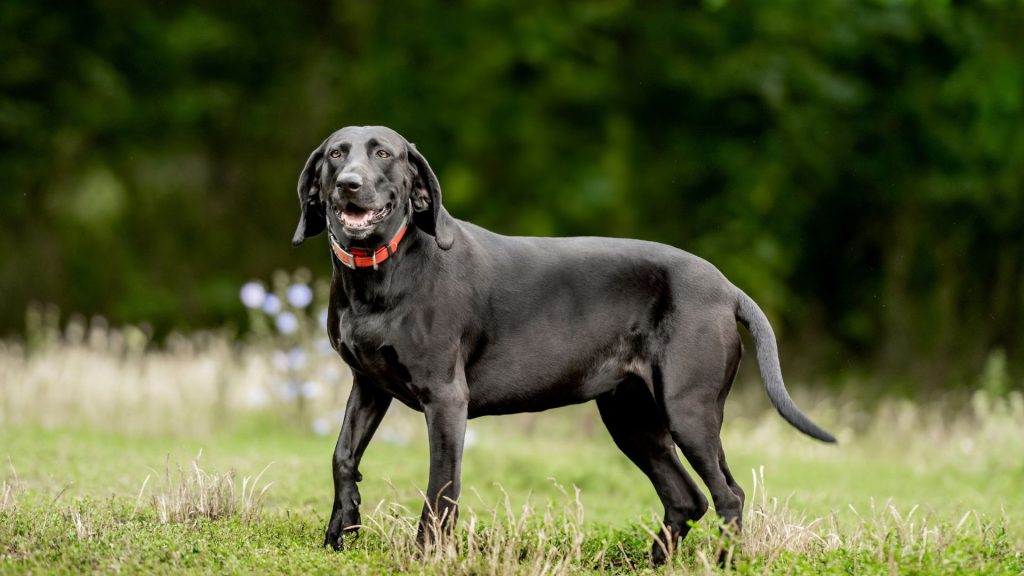 Black dog with prominent occiput standing in a grassy field.