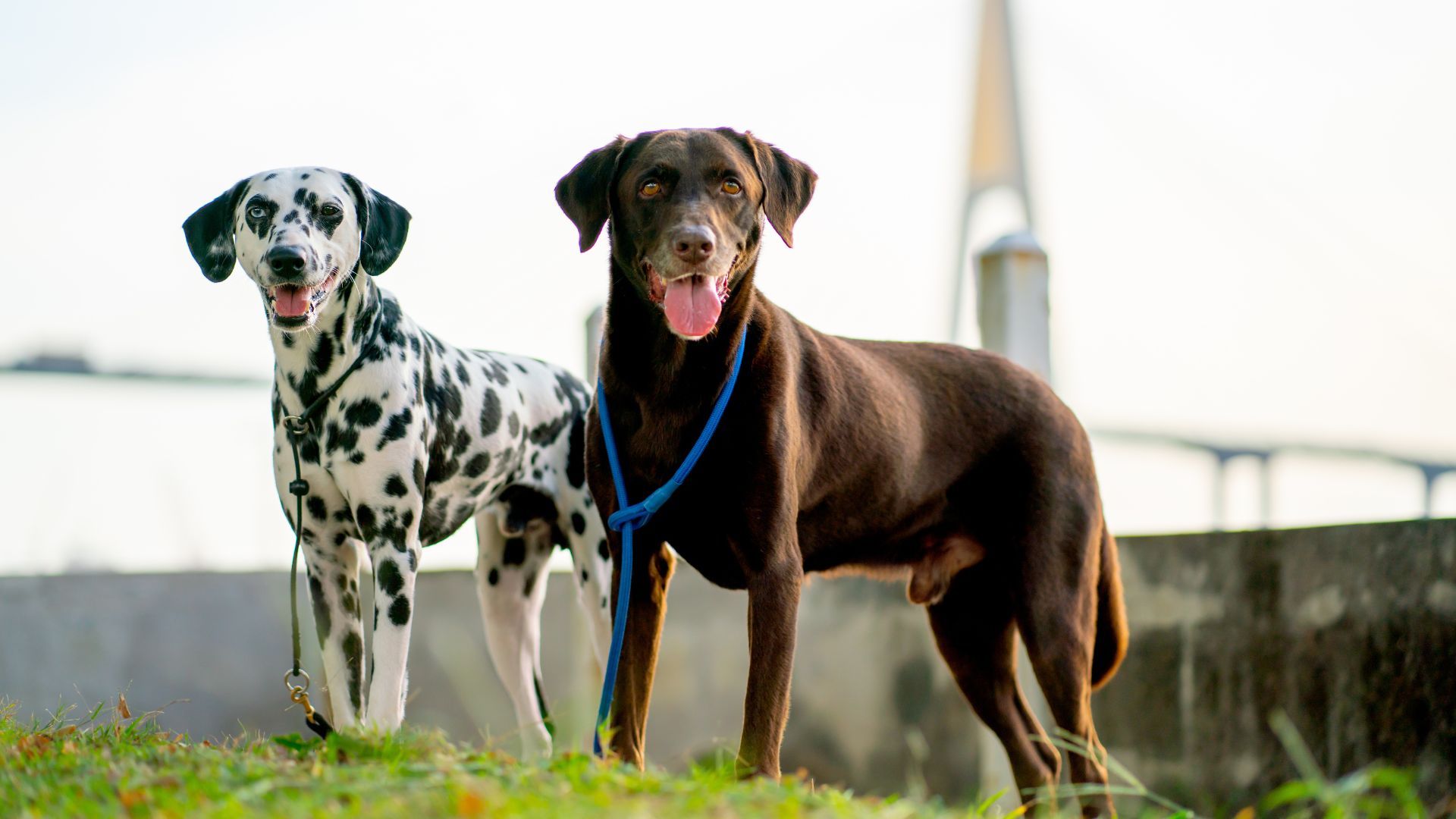 Two dogs, a Dalmatian and a chocolate Labrador Retriever, standing together outdoors.