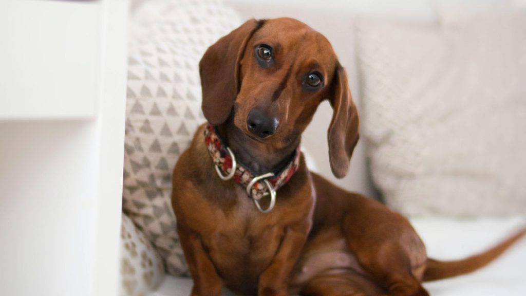 Cute adult Piebald Dachshund with a red collar sitting on a couch indoors.