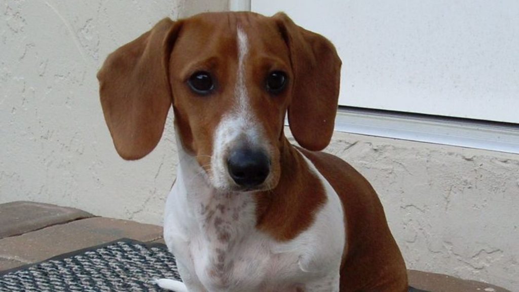 Adorable adult Piebald Dachshund with a white and brown coat sitting outside.