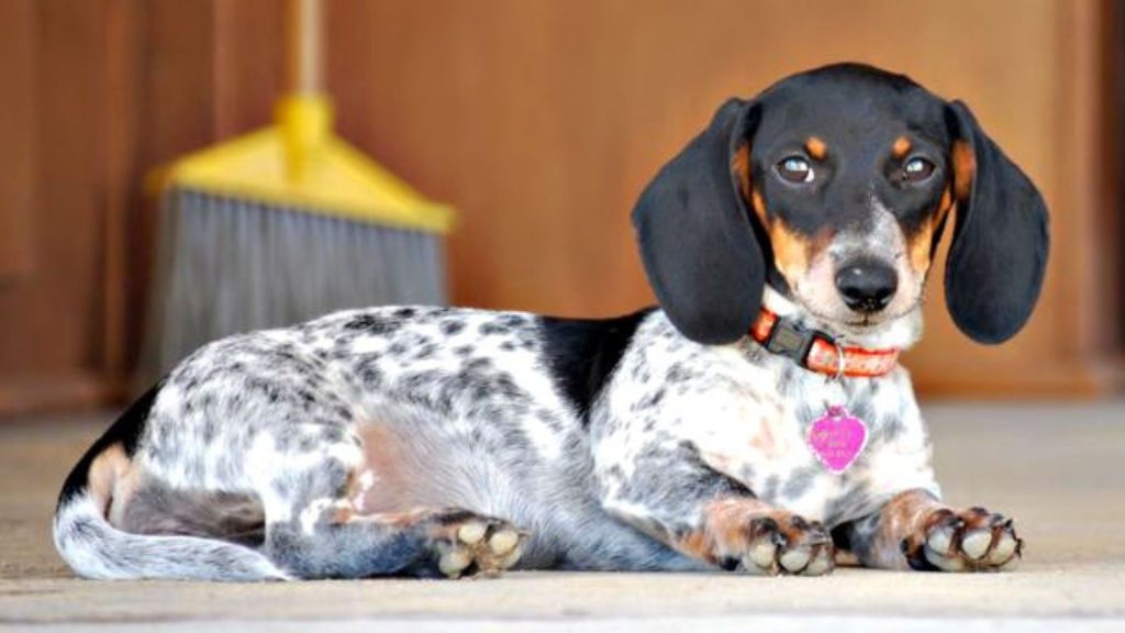 Charming adult Piebald Dachshund with a black and white coat lying indoors.