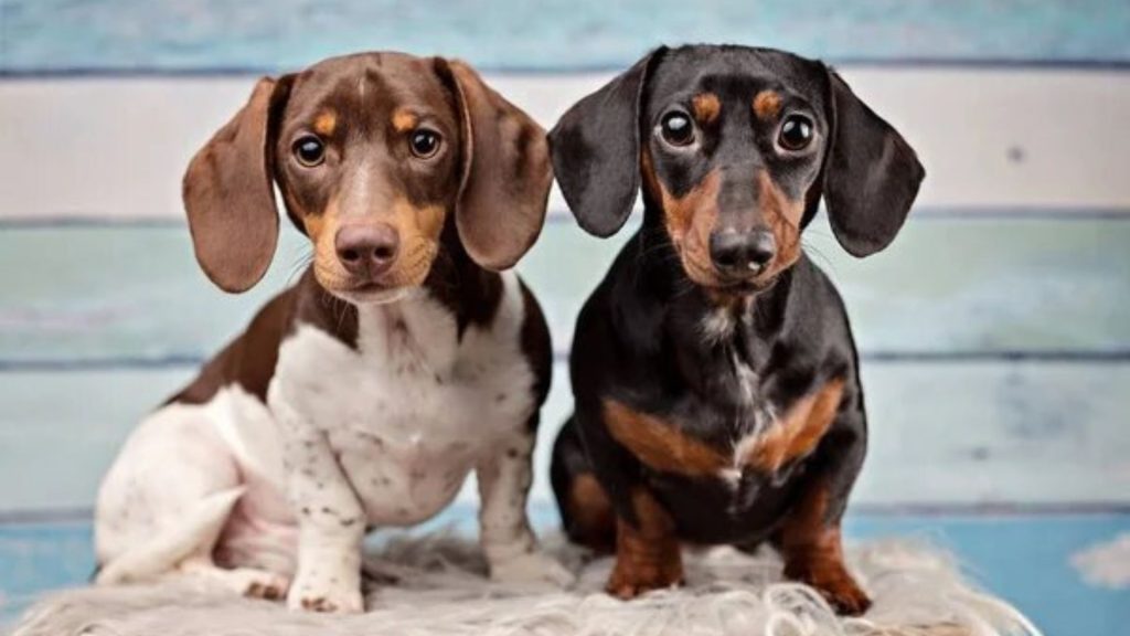 Two cute adult Piebald Dachshunds, one brown and white, one black and tan, sitting together.