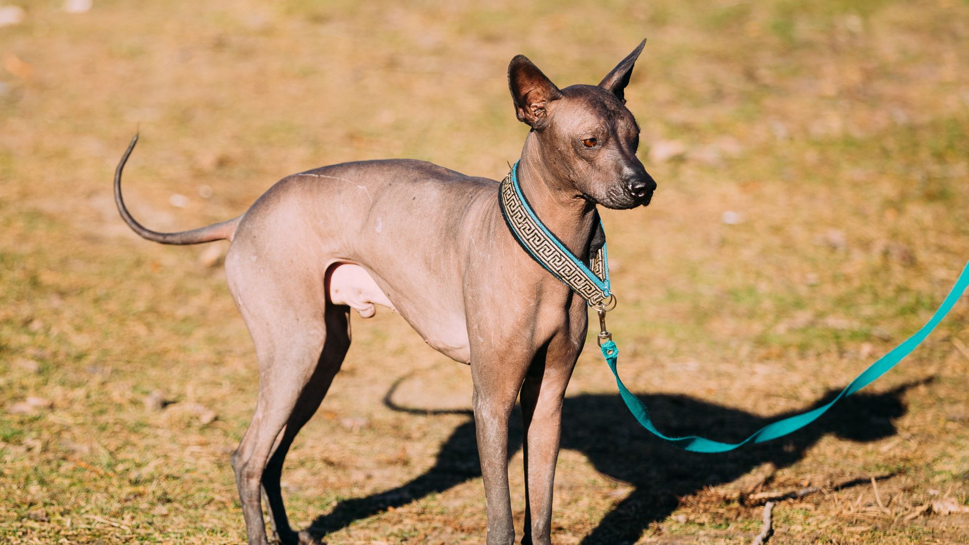 Skinny dog breed on a leash, standing on grassy ground.