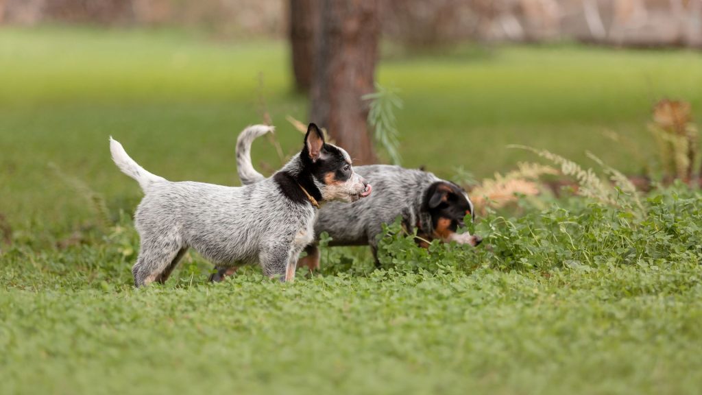 Two small hunting dogs exploring a grassy field.