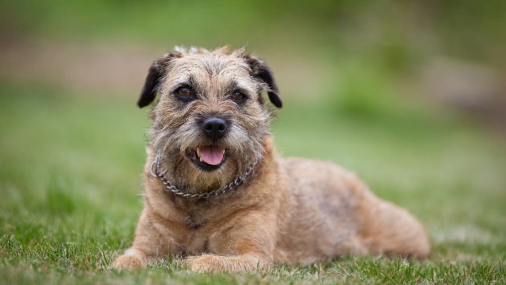 Small brown terrier lying on grass.