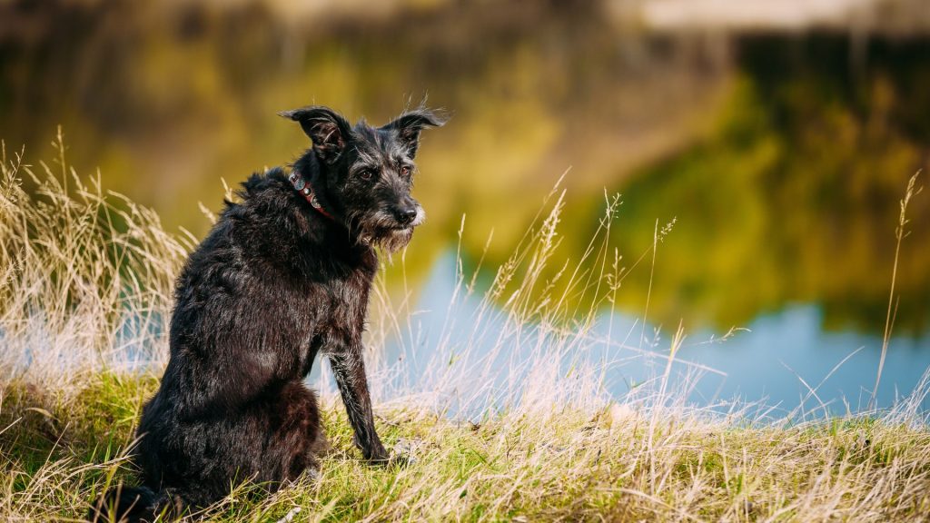 Black hunting dog sitting by a pond.