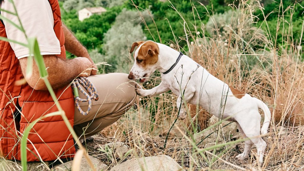 Dog pawing at person in a field.