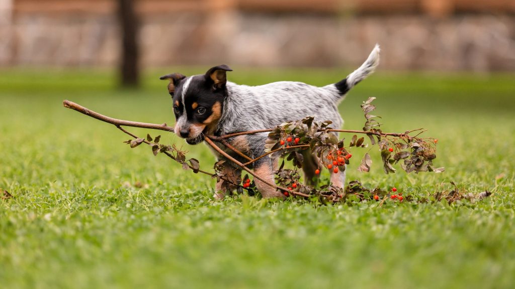 Puppy with stick in a grassy field.