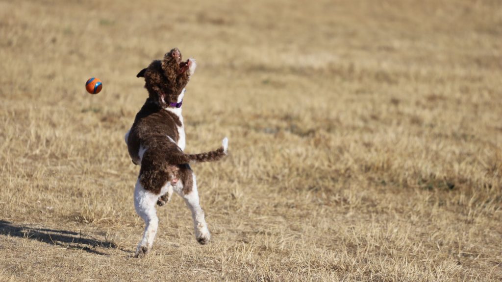 Small dog playing with the ball in the field. 