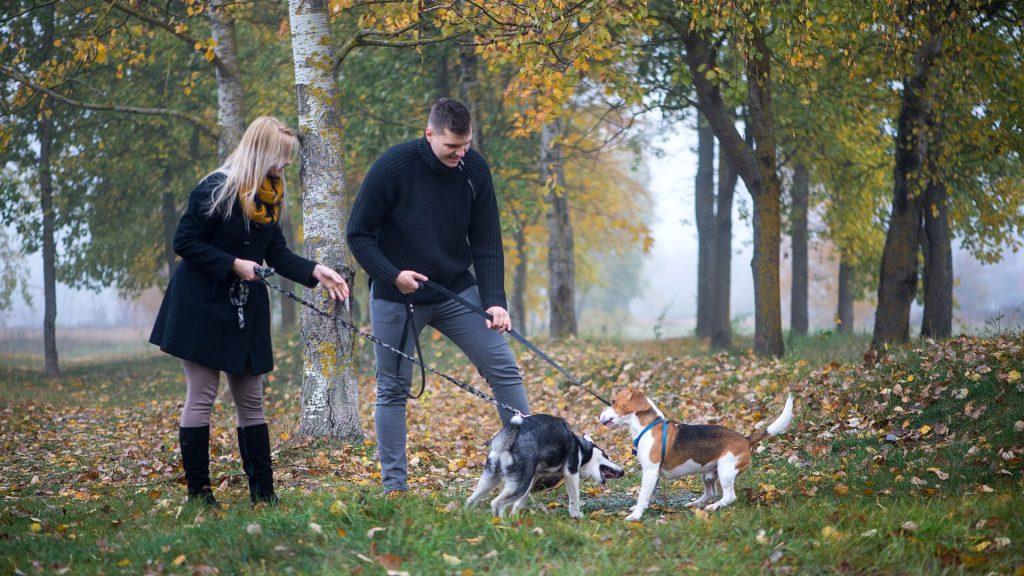 Couple walking two small hunting dogs in a leafy park.